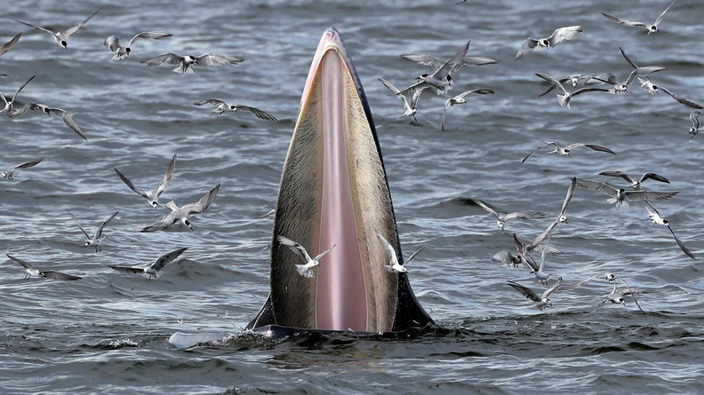 Bryde’s Whale and seagulls feast on anchovies in the Gulf of Thailand